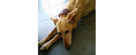 galgo halsband