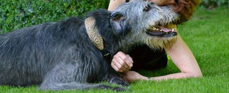 halsband ierse wolfshond