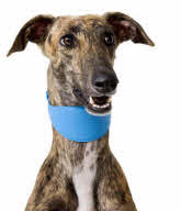 halsband galgo