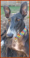 martingale halsband