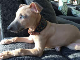 halsband whippet