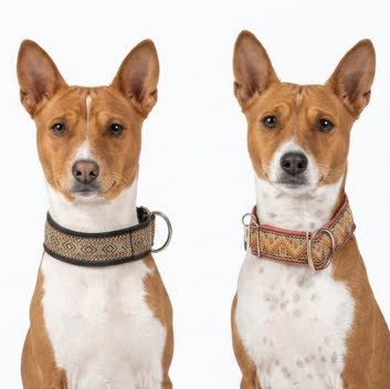 martingale halsband