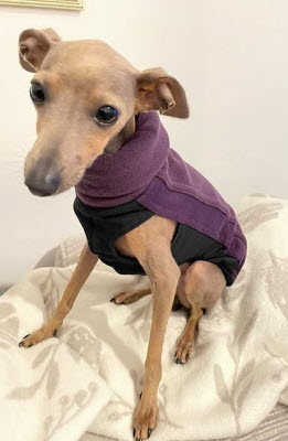 Puppy Italiaanse windhond stock afbeelding. Afbeelding van geïsoleerd - 59590449