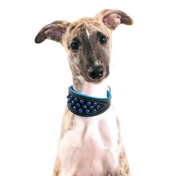 windhonden halsband leer