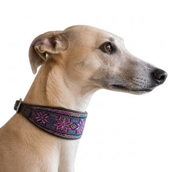 windhonden halsband
